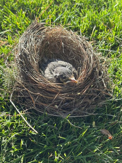 A baby bird lies in a nest made of twigs and dried grass, situated on a lawn. The bird appears to be a young robin, with gray and brown feathers, and an open beak with yellow around the edges. The nest is in the center of the frame, with lush green grass surrounding it. Sunlight casts shadows on the nest and the surrounding grass, indicating it is daytime. There is no indication of human presence or any specific location within Wisconsin Dells, United States of America.