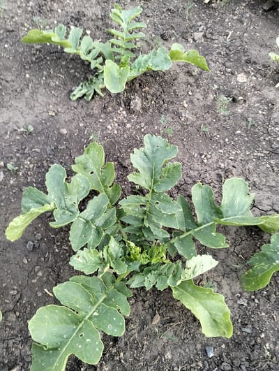 The image shows several young radish plants growing in dark, dry soil. The plants have bright green, lobed leaves, some of which show small holes and white spots, possibly indicating insect damage or a nutrient deficiency. The soil is cracked in places, suggesting a lack of moisture. The scene appears to be outdoors, likely in a garden or agricultural field, under natural light, though the time of day and specific weather conditions are not evident. There are no people visible in the image. The location is identified as Makinsk, Kazakhstan.
