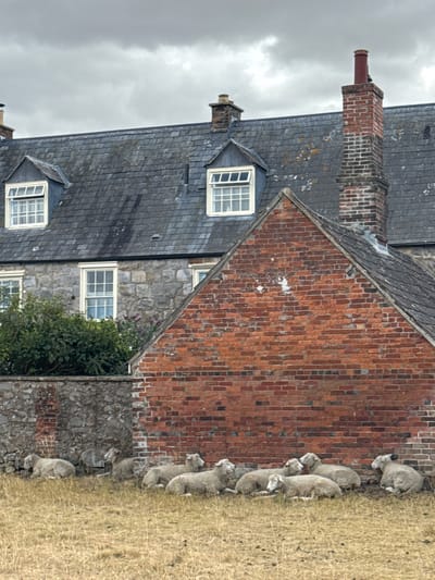 The image depicts a pastoral scene with a flock of sheep resting in a dry, grassy field in front of a stone and brick building. The building features a slate roof with dormer windows, red brick chimneys, and a prominent triangular red brick section. To the left of the building, a section of a rough stone wall is visible, topped with dense green foliage. The sky is overcast with heavy grey clouds. The sheep are mostly light-colored and appear to be a mixture of adults and possibly younger animals, lying down in the dry grass. The overall atmosphere is calm and rural. This scene is located in Beckhampton, United Kingdom.