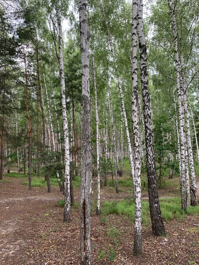 The image depicts a forest scene in Hostomel, Ukraine. The foreground shows a dirt path covered with fallen leaves, with several birch trees and other deciduous trees lining the path. The birch trees are characterized by their white bark with black markings. In the background, more trees create a dense forest canopy. The lighting suggests it is daytime, with overcast skies contributing to a soft, diffused light. There are no people or animals visible in the image. The environment appears natural and somewhat wild, typical of a forest area.