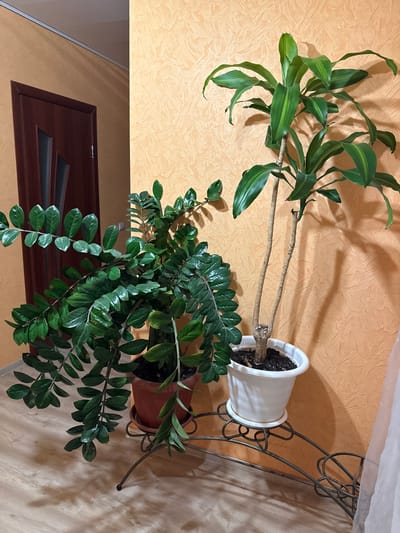 This image captures an indoor scene featuring two potted plants on a decorative stand against a textured wall.
The main subjects are two distinct types of houseplants. The upper plant, housed in a white pot, is a Dracaena-like species with long, arching, strap-shaped leaves that are green with lighter green variegation. Its woody stems are visible, extending from the soil. The lower plant, in a brown pot, is a Zamioculcas zamiifolia (ZZ plant), characterized by numerous dark green, glossy, oval-shaped leaves arranged along its robust stems.
Both plant pots are placed on a dark, ornate metal plant stand featuring decorative scrollwork. The background wall is covered with a light orange or beige textured wallpaper, on which shadows of the plants and stand are clearly cast, indicating a light source, likely from the front or side. In the lower left of the frame, a portion of a dark brown wooden door with geometric paneling is visible. A translucent white curtain or fabric is also partially seen along the top right edge.
No activity or event is taking place; the image is a static snapshot of an interior arrangement. The strong shadows suggest a bright time of day, possibly with natural light. The setting is an indoor space, likely a home in Krapivka, Russia. No people or visible text are present.