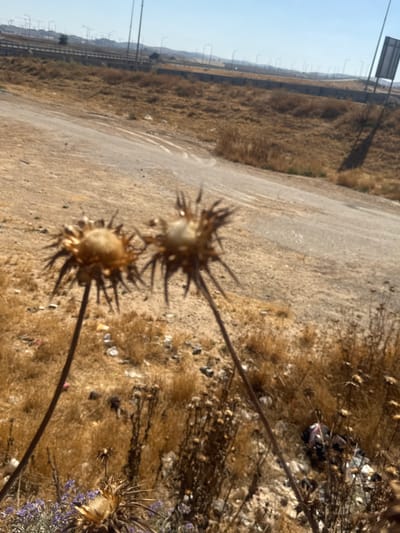This media file captures an outdoor scene in the Bnei Shimon Regional Council, Israel. The image is oriented vertically, focusing on dry, autumnal vegetation and a dusty path or road. In the foreground, two dried thistles with spiky seed heads are prominent, their brown and tan colors blending with the surroundings. Behind them, the landscape consists of dry, golden-brown grass and scattered debris, including what appears to be litter such as plastic bottles and wrappers, suggesting a somewhat neglected area.

Further in the background, a road or path curves through the dry terrain. To the left of the scene, a linear infrastructure is visible, possibly a highway or railway line, with utility poles or pylons stretching into the distance. The sky is a clear, pale blue, indicating daytime, likely a sunny day given the overall brightness and the dry nature of the vegetation. The overall impression is one of a rural or semi-arid environment during a dry season. There is no discernible activity or event taking place; the image appears to be a still life of the landscape. No people are visible, and there is no visible text within the frame.