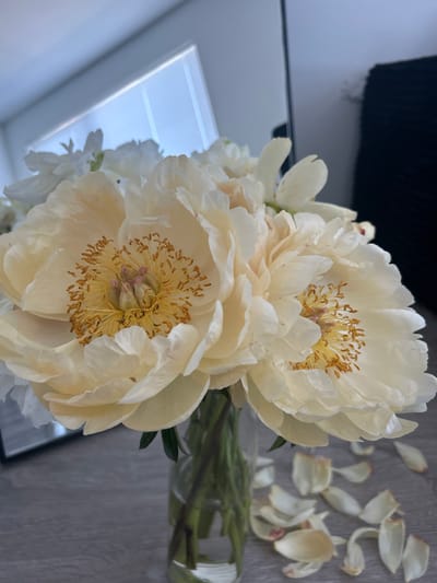 A close-up, vertical shot shows two pale yellow peonies in a glass vase on a wooden surface. The peonies are in full bloom, with their petals unfurled, revealing their golden centers and delicate pink pistils. Several fallen petals are scattered around the vase on the surface. In the background, a window with blinds is visible, reflecting a blue sky. A dark, textured object, possibly a piece of furniture, is also partially visible in the background. The scene appears to be indoors, likely in a home or office. The location is in the city of Lynnwood, United States of America.