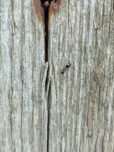 A close-up, low-angle, full shot captures the textured surface of weathered, gray wooden planks. A vertical dark crack runs through the center of the frame, with a rusty nail head visible at the top center. On the right side of the crack, a small, dark insect, possibly an ant with a reddish-brown segment, is positioned horizontally. A tiny yellow speck is visible to the right of the insect. The image does not provide information about the city of Stavchyntsi, Ukraine.