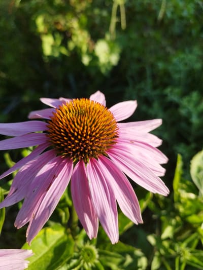 The image displays a close-up, side-view of a single, pink coneflower (Echinacea purpurea) in a garden setting. The flower's spiky, orange-brown center is prominent, surrounded by its elongated, pale pink petals which are partially illuminated by sunlight. The background consists of blurred green foliage, suggesting an outdoor environment. There are no people, animals, or specific urban landmarks visible that would indicate its location within the city of Lozova, Ukraine. The scene is a naturalistic depiction of a flower in bloom.