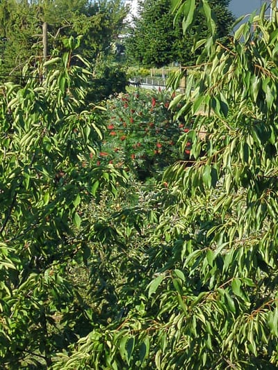 The image captures a dense, green foliage of trees with a hint of red berries in the background. The scene appears to be a garden or a park, with the lush green leaves dominating the foreground and midground. The red berries, visible deeper within the foliage, add a touch of color contrast. The overall impression is one of natural abundance and a serene outdoor setting.