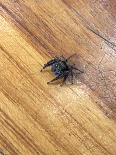 The image displays a close-up, high-angle shot of a small, dark spider resting on a wooden surface. The spider, positioned slightly left of center, is dark in color with visible legs and body segmentation. It appears to be a jumping spider due to its stout build and prominent eyes. The wooden surface has a prominent grain pattern, with lines running diagonally across the frame from the top left to the bottom right, varying in color from light brown to darker reddish-brown hues. The lighting suggests an indoor or shaded outdoor environment, casting subtle shadows on the wood. There is no indication of the location being in the city of Luang Prabang, Laos, as the image provides no recognizable landmarks or cultural context associated with that specific city. The scene is static, with no discernible action or interaction.