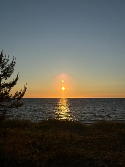 The image depicts a serene sunset over the Baltic Sea in Meremõisa, Estonia. The sun, a bright orb of light, is positioned just above the horizon, casting a golden path across the rippling water. A pine tree branch is visible in the foreground on the left, silhouetted against the warm hues of the sky. The sky transitions from a clear, light blue at the top to a gradient of orange and yellow near the horizon. The foreground consists of dark, grassy dunes, with a hint of a small pink flower. The overall scene is tranquil and evokes a sense of natural beauty.