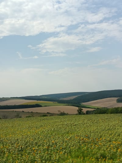 The image depicts a vast, undulating landscape under a cloudy sky, with a prominent field of sunflowers in the foreground. The sunflower field, densely packed with yellow-headed flowers and green foliage, occupies the lower half of the frame. Beyond the sunflowers, the terrain rolls into a series of hills and valleys. These hills are a patchwork of different agricultural fields, featuring shades of light brown, yellow, and green, interspersed with dark green clusters of trees. The horizon is marked by a line of distant, darker green, tree-covered hills. The sky above is a pale blue, largely filled with scattered white and grey clouds. The overall scene suggests a rural setting in a region with rolling farmland, consistent with the agricultural landscapes found in and around Porumbrei, Moldova. There are no people or specific man-made structures visible, focusing solely on the natural and agricultural environment.
