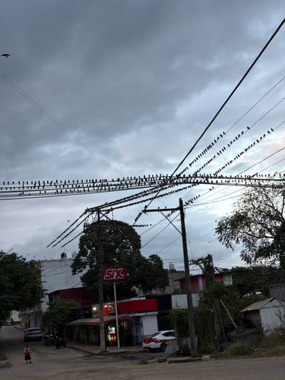 Birds perch densely on overhead wires beneath a cloudy sky. A "SIX" sign is visible beside a building, partially obscured by a tree. Below, a street scene includes parked vehicles, vegetation, and pedestrians. The photograph is rotated counter-clockwise, making the sky appear on the left side.