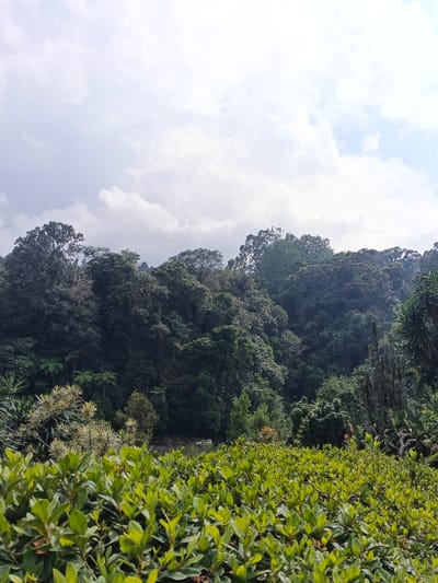 The image presents a natural, verdant landscape situated in Soibada, East Timor. The foreground is dominated by a dense layer of light green, broad-leafed shrubs, viewed from a low perspective, forming a continuous mass across the lower portion of the frame. Beyond these shrubs, the midground reveals a variety of darker green flora, including tree ferns with radial fronds, scattered smaller trees, and several tall, multi-stemmed columnar succulent plants on the right side. A narrow, darker clearing in the center-left midground suggests a path or road, with faint, indistinct white forms possibly indicating vehicles or structures in the distance. The background features a steep, densely forested hillside covered with a thick canopy of dark green trees of varying heights and species. The sky, occupying the upper half of the image, is overcast with a mix of white and light gray clouds, with hints of pale blue visible in areas. No individuals, specific actions, or interactions are discernible within the scene.