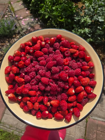 In a close-up, overhead shot, a metal bowl filled with freshly picked raspberries and wild strawberries sits on a stone path in the garden of a dacha in Voskhod SNT, Frolovo, Russia. The bowl, a pale yellow with a dark rim, overflows with the vibrant red and deep pink berries, creating a visually appealing mix of textures and colors. The background is a blur of lush green foliage and hints of pink petals scattered on the ground, suggesting a warm, sunny day outdoors. The focus is entirely on the bounty of fruit, hinting at a recent harvest and the simple pleasures of nature.