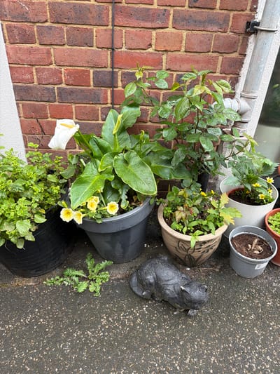 The image depicts a collection of potted plants and a small statue on what appears to be a paved area next to a brick wall. The plants include a white calla lily with green foliage, yellow flowering plants, and various green leafy plants. The pots vary in size, color, and material, including plastic and ceramic. A small, dark-colored statue of a cat is also present. The paved area is wet, suggesting recent rain. The brick wall is made of red bricks with visible mortar. The scene is located in Mole Valley, United Kingdom.