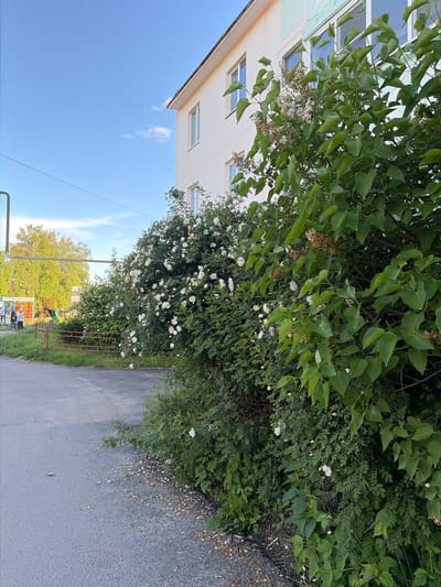 The image shows a street scene in Новинки, Russia. A building is partially visible on the left side, with a blue sky and a few clouds above. A large bush with green leaves and white flowers is on the right side, partially obscuring a path. A playground with colorful equipment is visible in the background. A fence and some overgrown grass line the edge of the path. The path is paved with asphalt.