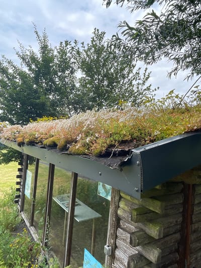 The image shows a close-up of a green roof on a building, with a dark grey metal edge overhang. The roof is covered with a variety of plants, including moss and small flowering succulents in shades of green, yellow, and pink. Some of the plants appear to be drooping or slightly wilted. Behind the green roof, a wooden structure with exposed beams is visible, weathered and possibly moss-covered. To the left of the green roof, a large tree with green leaves fills a significant portion of the frame, reaching towards a cloudy sky. Through the windows of the building below the green roof, a grassy area and some informational displays are partially visible. One display has text that appears to be in German, with the words "Kinder" and "Wunderwelt" discernible. The lighting suggests it is daytime, with overcast weather conditions. The overall scene depicts a natural setting integrated with a man-made structure, likely in a garden or park environment.