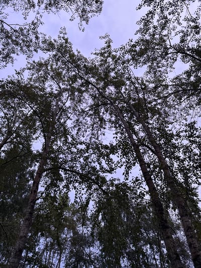 This is a low-angle shot looking up through the canopy of several large trees, their branches laden with dark green leaves, silhouetted against a pale, overcast sky. The trees appear to be deciduous, possibly aspen or birch, given the visible texture of their bark, which has a light, mottled appearance in places. The overall impression is one of looking up from the forest floor on a rather gloomy day. The leaves are dense, obscuring large portions of the sky, and the branches form a complex, interwoven pattern. The light suggests it is either early morning or late afternoon, with the overcast conditions creating a diffused, even light. There is no indication of people or any specific objects, nor any textual information visible in the image. The scene evokes a sense of being immersed in nature, with a slightly somber or peaceful mood due to the muted colors and the overhanging branches. The location context of Nevyansk, Russia, suggests a temperate forest environment.
