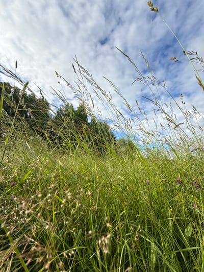 This is a low-angle, wide-shot photograph taken in a grassy field in Verkhne-Pozim', Russia. The foreground is dominated by tall, green grass and seed heads, some of which are blurred due to their proximity to the camera. In the mid-ground, more grass and some small purple and yellow wildflowers are visible, along with a line of dark green trees in the background. The sky above is blue with scattered white clouds, some of which appear wispy. The lighting suggests it is daytime, likely with sunlight filtering through the clouds. There are no people or animals present in the image.