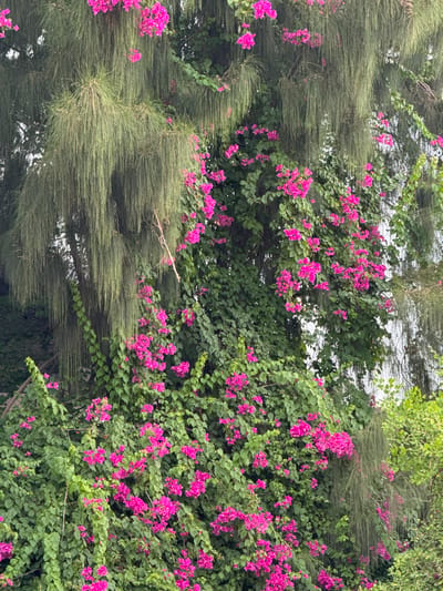 The image depicts a dense arrangement of foliage, with a prominent presence of bright pink bougainvillea flowers interwoven with the feathery needles of a conifer tree. The bougainvillea vines exhibit clusters of vibrant pink bracts, interspersed with small green leaves. The conifer branches are characterized by their long, slender, green needles, which create a soft, textured background. The scene suggests an outdoor setting, likely a garden or natural landscape, given the abundance of plant life. The lighting appears diffused, indicating it could be daytime with overcast conditions or shade, as there are no harsh shadows. The overall impression is one of lush greenery and vibrant floral color. There is no visible text in the image.