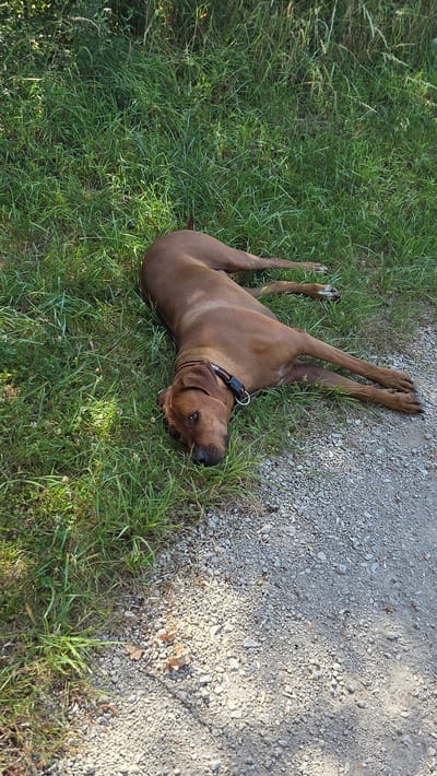 A brown dog is lying on the ground on the side of a dirt path. The dog is on its side with its legs extended. The dog has a collar around its neck. The ground is covered in grass and gravel. The background is out of focus and appears to be trees and foliage. The scene is located in Ottonville, France.