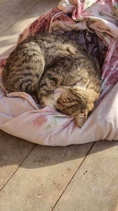 A tabby cat is depicted sleeping, curled tightly into a compact form, with its head tucked down and eyes closed. The cat's fur is a pattern of brown, grey, and black stripes, with a visible white area around its snout and chest. It rests within a crumpled, light pink fabric, which features a floral pattern with pink and green elements. This fabric is laid directly on a surface composed of light-colored wooden planks. The wooden floorboards show visible grain, seams, and scattered dust or small debris. Strong, direct sunlight illuminates the scene from the upper left, casting distinct shadows and highlighting textures. The location is in the city of Yangi-Khayat, Uzbekistan.
