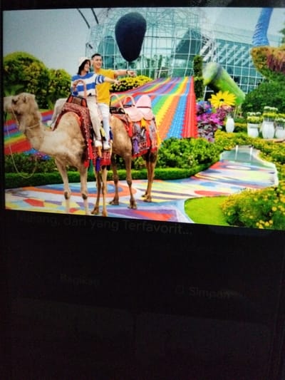 A couple rides a camel through a colorful, tropical garden. The man, wearing a yellow shirt and white pants, points to something off-camera while the woman, in a blue and white striped shirt and white hat, looks ahead. The camel is adorned with a red and patterned saddle blanket. In the background, a large, modern greenhouse structure with a glass and steel frame is visible, along with lush green trees, vibrant yellow and pink flowers, and a rainbow-colored pathway. The scene appears to be at the Flora Wisata San Terra De Lafonte in Pujon, Malang, East Java, Indonesia, a popular tourist attraction known for its floral displays and themed areas.