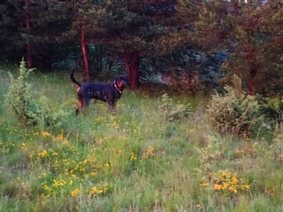 A black and tan dog stands in a grassy field dotted with yellow wildflowers. The dog is facing left and looking towards the camera. Behind the dog, a dense forest with tall trees and undergrowth can be seen. The scene appears to be set in Sarnitsa, Bulgaria. The lighting suggests it is either early morning or late evening.