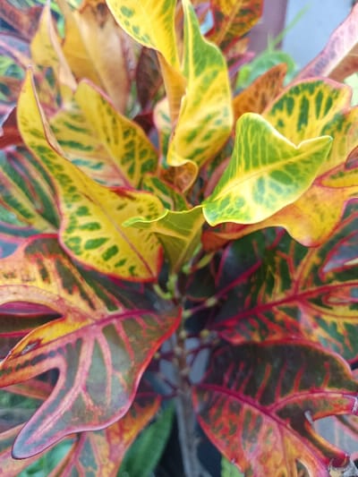 The image presents a detailed, close-up view of a vibrant Croton plant's foliage, situated in Sindangasih, Indonesia. The densely packed leaves exhibit significant variegation, displaying a spectrum of colors including bright yellow, various shades of green, deep red, and orange. Prominent reddish vein patterns are visible across many leaves, contrasting with the yellow and green sections. Some leaves feature mottled patterns, while others display distinct areas of solid color. Leaf shapes vary, with some being broadly ovate and others having irregular or slightly lobed margins. The upper leaves tend to be brighter with more yellow and green, while the lower leaves incorporate more red and darker tones. No individuals, animals, or man-made objects other than the plant itself are present within the frame. The lighting suggests natural daylight conditions.