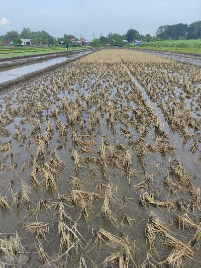 The image captures a wide view of a rice paddy field in Wonoayu, Indonesia, characterized by extensive agricultural activity. The foreground and much of the midground are dominated by fields recently harvested, evidenced by numerous clusters of dry, brownish-yellow rice stubble scattered across wet, muddy terrain. The ground is largely submerged in shallow water, a typical condition for rice cultivation, reflecting the overcast sky above.
Further into the midground, a distinct strip of lighter, yellowish-brown stubble extends horizontally, marking another section of harvested field. To the left of this, another section of the paddy shows new growth, with strips of vibrant green, young rice plants emerging from the water. Dividing these sections are narrow, muddy pathways or small irrigation channels.
In the distance, along the horizon, a lush line of green trees forms a natural backdrop. Interspersed within the tree line and visible beyond the rice fields are several scattered buildings, suggesting a rural village or small settlement. Utility poles with overhead lines are also faintly visible, indicating some infrastructure.
The overall scene depicts an agricultural landscape in transition, possibly between harvest and the preparation or early stages of a new planting cycle. The time of day appears to be daytime, under an overcast sky, which casts a soft, diffused light over the entire field. No specific activities or people are prominently visible within the frame. There is no visible text.
