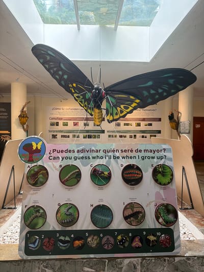 The image depicts an indoor exhibit likely related to butterflies or moths. A large, suspended model of a butterfly with black, yellow, and teal wings dominates the upper portion of the frame. Below the model, a display board features a bilingual question in Spanish and English: "¿Puedes adivinar quién seré de mayor? Can you guess who i'll be when I grow up?". The board is divided into two sections. The top section shows a series of circular images labeled A through J, each displaying a different caterpillar or larva with its scientific name below. The bottom section displays ten circular images numbered 1 through 10, each showing a different adult butterfly or moth. In the background, there are educational posters, one of which discusses "Cómo Se Defienden Las Mariposas" (How Butterflies Defend Themselves) with sections on camouflage and mimicry. There is also a pupa hanging from a branch. The environment appears to be a museum or an educational institution, with overhead lighting and a skylight showing greenery. The presence of specific exhibit themes suggests a location dedicated to entomology or natural history. Although the provided text mentions "Icod De Los Vinos, Spain," this information cannot be verified solely from the visual content of the image.