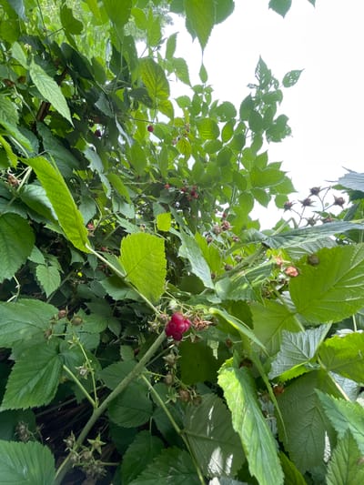 This is a close-up, low-angle, outdoor photograph of a raspberry bush in Кызыл-Тоо, Kyrgyzstan. The bush is dense with lush green leaves, and several red raspberries are visible, along with unripe green berries. The sky is bright and overcast, suggesting daylight. There are no people or animals in the frame. The overall impression is of a wild, overgrown area.