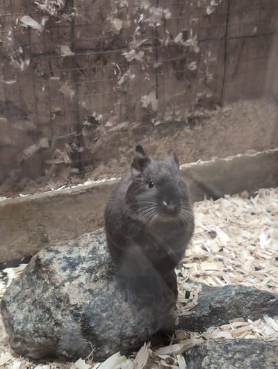 A degu sits on a rock in an enclosure, likely at a zoo or animal exhibit. The degu is a small rodent with dark gray fur, large ears, and prominent whiskers. It is facing forward, looking directly at the camera. The enclosure appears to be made of wire mesh and wood shavings, with some scattered debris. The lighting is dim, and the image has a slightly grainy quality. There is no information available about the specific location within the city of Saint-Jouin-Bruneval, France.