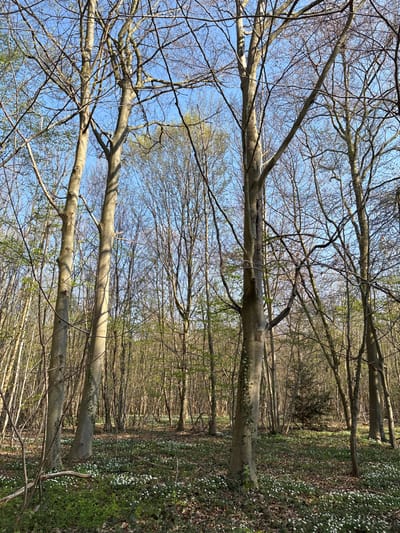 The image displays a deciduous forest within the Forêt de Saint-Germain-en-Laye, France. The scene is illuminated by natural light under a clear, bright blue sky. Numerous trees, primarily tall beech (Fagus sylvatica) identified by their smooth, pale grey bark, dominate the foreground and midground. Many trees exhibit bare branches, though nascent green leaves are visible on some, indicating early spring. The forest floor is densely covered with green ground vegetation, interspersed with a carpet of small, white, star-shaped flowers, consistent with wood anemones (Anemone nemorosa). Scattered brown leaf litter and small branches are also present on the ground. No human or animal subjects are visible, and no specific actions or interactions are depicted.