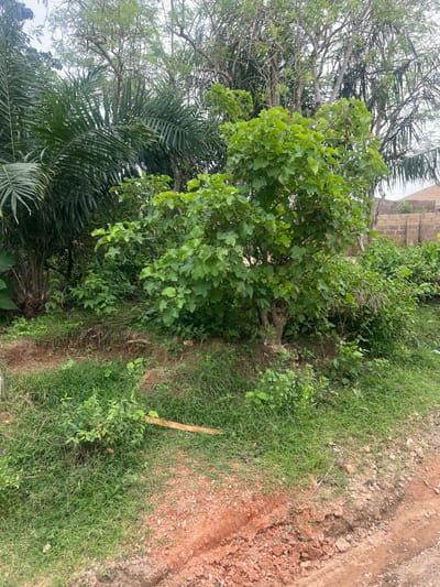 This image captures an outdoor scene dominated by lush green vegetation and reddish-brown soil under a bright, overcast sky. The overall impression is one of a natural or semi-natural environment, likely in a tropical or subtropical region consistent with Osogbo, Nigeria.
In the left and central parts of the frame, dense foliage from several types of trees is prominent. A tree with numerous large, light green, broadly heart-shaped or lobed leaves stands out. Below it, the distinctive dark green, pinnate fronds of several palm trees are visible, extending upwards from the lower left. Behind these, the intricate network of bare branches of a larger, deciduous-looking tree can be seen against the bright sky.
The ground on the right side of the image transitions from a patch of vibrant green grass and smaller herbaceous plants to an unpaved area of exposed reddish-brown soil, mixed with small stones and gravel. This suggests a dirt path, track, or a recently disturbed area. A thin, light-colored stick lies on the grassy section.
In the upper right background, partially obscured by foliage, a rough, blocky structure made of stone or concrete is visible, hinting at the presence of a building or wall beyond the immediate vegetation. The sky is bright but uniformly white, indicating an overcast day, which provides soft, diffuse lighting across the scene without strong shadows. There are no people, animals, or visible text in the image.