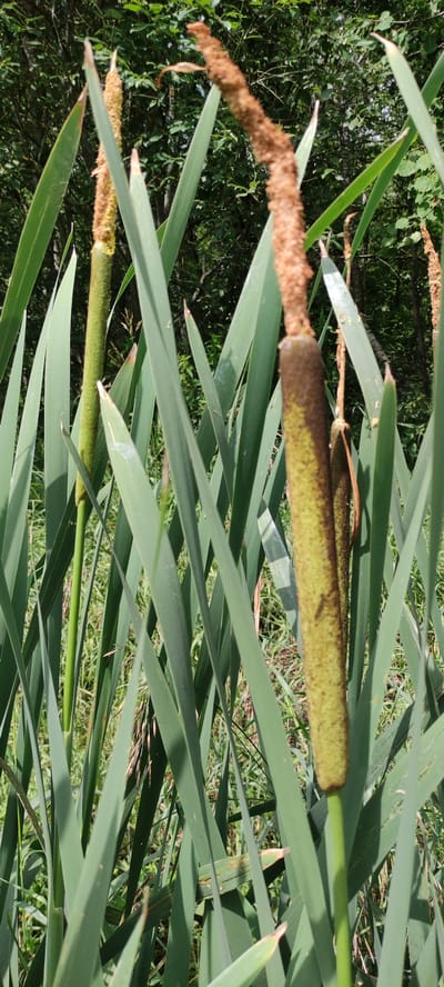 In a close-up, vertical shot of cattails, two prominent stalks stand out against a backdrop of lush green foliage. The stalk on the right is closer to the viewer and features a brown, furry seed head atop a smooth, greenish-brown stem. Its surface is dotted with small, darker markings. To its left and slightly further back, another cattail stalk exhibits a more distinct separation between its fuzzy brown top and its smooth, bright green lower section. Both stalks are surrounded by numerous long, blade-like green leaves that are largely in focus, creating a dense, natural setting. The background suggests a wooded area with dappled sunlight filtering through the leaves. The scene is static, depicting the plants in their natural environment. The location is identified as Moscow Veteran SNT, Russia, implying a rural or semi-rural setting. There are no people or animals visible in the image.