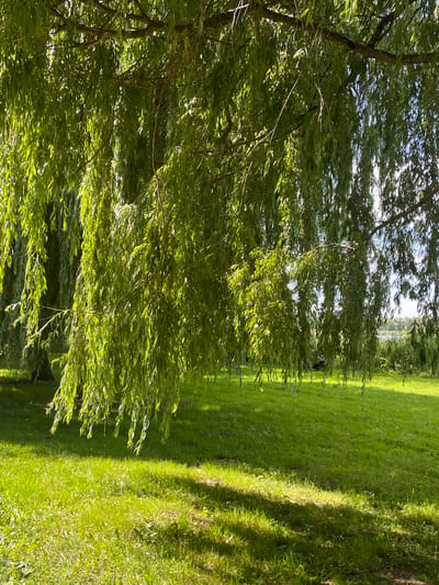The image depicts a sun-drenched, natural scene likely taken outdoors in Nowogard, Poland. The foreground is dominated by the lush green foliage of a weeping willow tree, its branches laden with delicate, drooping leaves that catch the sunlight. Through the leaves, glimpses of a bright blue sky can be seen. To the right of the tree, a vibrant green lawn stretches out, bathed in the warm glow of what appears to be late afternoon or early evening sun. Long shadows are cast across the grass, indicating the sun's low angle in the sky.
In the middle ground, partially obscured by the willow's branches and leaves, a person is visible. They are wearing dark clothing and appear to be walking or standing on the lawn, possibly enjoying the pleasant weather. The overall mood is one of tranquility and natural beauty. The scene suggests a peaceful day, likely during the warmer months, given the full foliage and verdant grass. There is no visible text in the image.