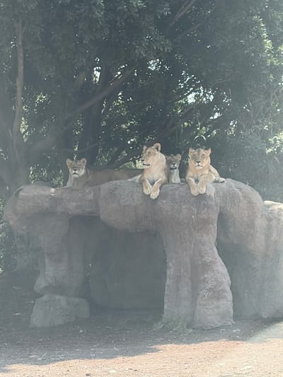 The image shows four lionesses on a rock formation in an area with trees. The photo was taken in San Pedro Zacachimalpa, Mexico. The lionesses are resting on different levels of the rock structure. The environment includes trees visible behind the rocks.