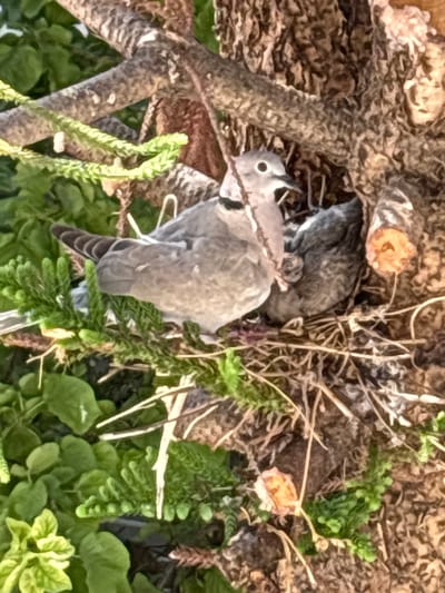 The image shows a close-up view of a bird's nest situated within the branches of a tree. The nest appears to be constructed from dried grass and twigs. Inside the nest are two young birds. One bird, partially visible, is a dusky grey color and appears to be nestled against the other. The second bird is more prominently visible, with light grey plumage and a distinct dark ring around its neck. This bird is looking towards the camera, with its eye clearly visible. The surrounding environment consists of lush green foliage, likely leaves and branches of the tree. The lighting suggests it is daytime, with dappled light filtering through the leaves. The image lacks any indication of the city of Ilion, Greece, or any human presence.