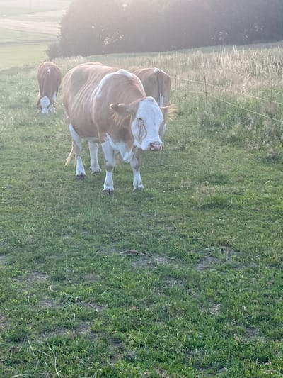 The image shows three cows in a grassy field. The cow in the foreground is facing the camera and is mostly white with brown patches. The other two cows are further back in the field, facing away from the camera. The field is green with tall grass and some wildflowers. In the background, there is a treeline and a hazy sky. There is a fence line visible in the middle ground. The image was taken in Neustadt, Germany.