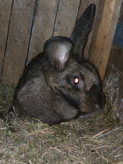The image shows a dark gray rabbit with pinkish-red eyes, lying on a bed of hay in a rustic enclosure. The enclosure appears to be made of weathered wooden planks. The lighting suggests it might be nighttime or a dimly lit area, with the rabbit's eyes reflecting light. The background is dominated by the wooden structure. The overall scene is natural and somewhat subdued. The location in Ternovka, Moldova is not visually discernible from the provided image.
