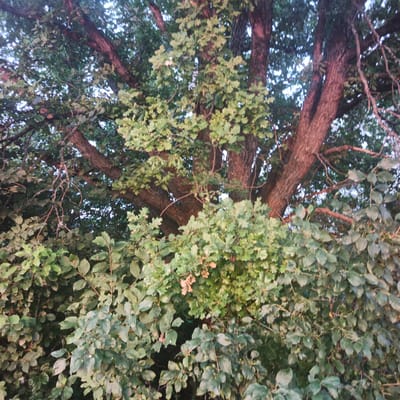 A low-angle shot captures the dense foliage of a mature tree, its thick, textured bark a reddish-brown, against a hazy, pale sky. The branches are numerous and spread widely, interwoven with green leaves and some brown, dried leaves. The leaves are varied in shape and size, some appearing lobed like oak leaves, while others are smoother and ovular. Thin, wiry branches crisscross the scene, adding to the tangled appearance of the canopy. The lower portion of the image is dominated by a wall of darker green leaves, likely from smaller undergrowth or the lower branches of the tree, creating a sense of depth and enclosure. The lighting suggests it might be late afternoon or early evening, with soft, diffused light filtering through the leaves. The image appears to be taken in a natural setting, likely a park or wooded area within Novyi Burtiuk, Russia. There are no people or animals visible in the frame.