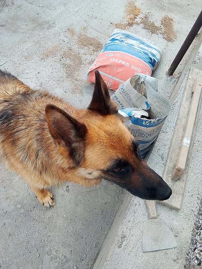 A German Shepherd dog stands on a concrete surface next to two bags of cement and construction tools. One bag of cement is red and white with the marking "MAPKA 500," and the other is white and blue with text that appears to be in Cyrillic. A metal trowel and a wooden plank are also visible. The scene suggests a construction or renovation site. The presence of the specific cement marking "MAPKA 500" could indicate a location where this type of cement is commonly used, such as in construction projects in Temirtau, Kazakhstan, known for its industrial base.