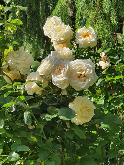 A cluster of cream-colored roses is the central subject of this image, bathed in what appears to be bright sunlight, suggesting daytime. The roses are in various stages of bloom, with some fully open and revealing their delicate, layered petals, while others are still tightly budded. The flowers are a pale yellow or cream, with hints of deeper peach or apricot tones in their centers. They are surrounded by lush, green foliage, which provides a vibrant contrast to the softness of the rose petals. In the background, on the left side of the image, a section of dark green, needle-like evergreen branches is visible, possibly from a fir or spruce tree. These branches add a textural element and suggest a garden or natural outdoor setting. The lighting creates strong highlights and shadows, indicating a sunny day, possibly during mid-morning or afternoon. There are no people or animals present in the image, and no visible text. The overall impression is one of natural beauty and the abundance of a blooming garden, likely in Falkensee, Germany, given the provided location context.