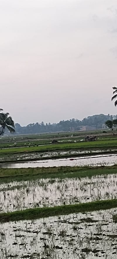 This image depicts a landscape of flooded rice paddies under a hazy sky. In the foreground, the paddies are filled with water, reflecting the sky and the surrounding greenery. The water's surface is disturbed in places, suggesting movement. Further into the scene, there are more rice paddies, some appearing greener and less flooded than those in the foreground. In the middle ground, a treeline is visible, with a few buildings peeking through the foliage. There are also some indistinct figures and what appears to be a cart or vehicle in the distance, suggesting human activity. On the right side of the image, a palm tree is partially visible, its fronds reaching towards the sky. The overall atmosphere is muted due to the overcast sky. The scene is consistent with rural agricultural land in a region like Blangmajron, Indonesia, characterized by extensive rice cultivation and palm trees.