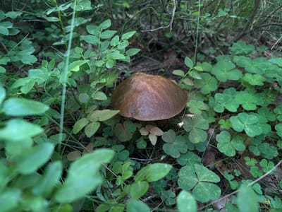 A single, brown mushroom with a smooth cap sits nestled among green clover and blueberry leaves in a forest setting. The mushroom's cap is convex and slightly shiny, with subtle variations in color. It is surrounded by a carpet of lush green foliage, including delicate trifoliate clover leaves, some showing faint speckles of lighter green or brown. The blueberry plants have small, oval leaves.

The scene appears to be in a natural woodland environment. The lighting is subdued, suggesting it might be early morning, late afternoon, or an overcast day. The ground cover is dense and varied, with some dry leaves and pine needles visible beneath the plants. The overall impression is one of a quiet, secluded spot in nature. There are no people or animals visible, and no text is present in the image. The location is identified as Savonlinna, Finland, which is known for its extensive forests and natural landscapes. The image captures a moment of natural beauty, highlighting the intricate details of the forest floor.