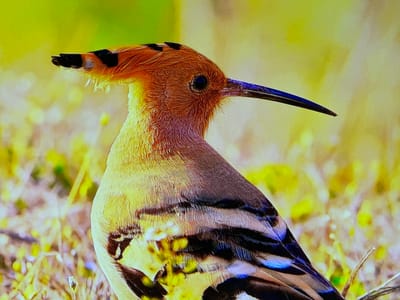 A close-up, eye-level shot shows the head and upper body of a hoopoe bird. The bird has an orange-brown crest with black tips, a dark eye, and a long, slender, curved beak that is dark blue in color. Its neck and chest are a lighter, warm brown, with fine feather details visible. The wings and back display striking black and white barring, with flashes of iridescent blue on the wing feathers. The bird is perched in a natural setting, with blurred green and yellow foliage in the background, suggesting a daytime scene with ample light. The foreground consists of dry grass and some small green shoots. There is no visible text. The image is taken in Gorzow, Poland.