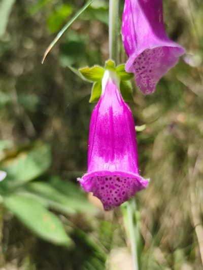 A close-up, vertical, medium shot captures a vibrant purple foxglove flower in focus against a blurred background of greenery and dry grass. The flower, a Digitalis purpurea, features a bell-shaped corolla with speckled interior markings. Another, less defined foxglove bloom is visible in the upper right quadrant of the frame. The lighting suggests a natural outdoor setting, possibly during daylight. The scene is devoid of human presence or any discernible urban elements, making it impossible to associate with Triberg im Schwarzwald, Germany. The image appears to be a botanical study of the flower.