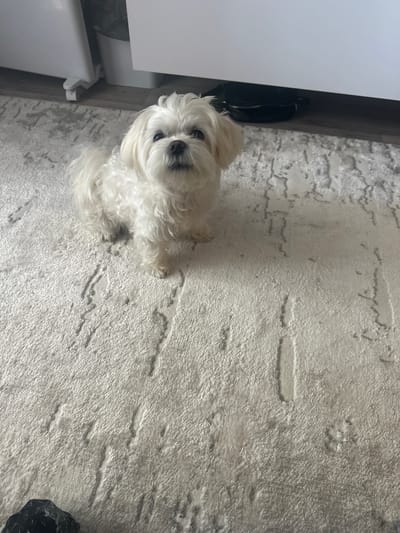 A small, white, fluffy dog, possibly a Maltese, is sitting on a light-colored textured rug. The dog is facing the camera with its head tilted slightly upwards. Behind the dog, a portion of a white appliance, possibly a refrigerator or washing machine, is visible. To the right of the appliance, a black bag with a zipper is placed on the floor. The floor appears to be wood-paneled. The scene is indoors, and the lighting suggests it might be daytime. There is no indication of the location being in Kumertau, Russia; this is purely an indoor scene.