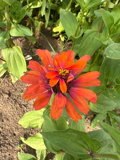 A close-up shot focuses on a vibrant orange Zinnia flower blooming amidst lush green foliage. The flower, with its many petals, displays a gradient of color, ranging from deep orange at the base to a brighter hue towards the tips. The center of the flower features a cluster of yellow stamens. A tiny green insect is visible on one of the petals, adding a touch of life to the scene. The background is composed of soft-focus green leaves and the brown earth, suggesting a garden or natural setting. The image is likely taken in the city of Большелуг, Russia, given the provided context.