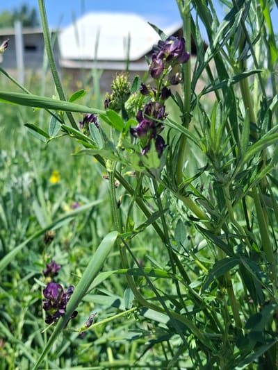 The image shows a close-up view of a field of purple flowers and green vegetation. The flowers are small and clustered, with deep purple petals. The vegetation is lush and varied, with tall grasses and smaller leafy plants. In the background, a building with a white roof is visible. The sky is blue and clear. The scene is likely an outdoor natural environment.