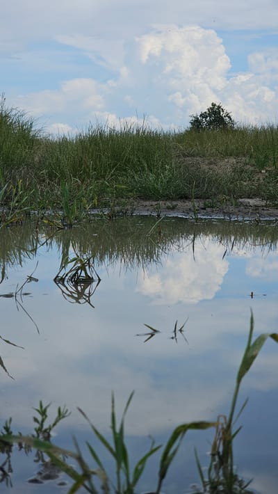 The image captures a serene natural landscape, likely in Karavelovo, Bulgaria, featuring a calm body of water bordered by a grassy bank under a clear sky. The photo is oriented such that the bank and sky are on the left side, and the water and its reflections dominate the right.
When viewed correctly (rotated 90 degrees counter-clockwise), the upper half of the scene presents a bright, light blue sky adorned with large, fluffy white cumulus clouds. A few tiny, dark specks, possibly birds, are visible high in the sky.
The left side of the image features a lush, green bank densely covered with tall grasses and reeds, extending along the water's edge. A small, dark green tree stands further back on this bank, silhouetted against the sky. The immediate shoreline appears to be a strip of darker earth or mud.
The right side of the frame is filled with the tranquil surface of the water, which acts as a mirror, perfectly reflecting the blue sky and white clouds above. Several green blades of grass or reeds protrude from the water in the foreground, especially towards the bottom right. On the water's surface, several small insects, possibly water striders, are distinctly visible, casting sharp, angular reflections that resemble 'V' shapes. Additionally, some submerged or floating aquatic vegetation creates dark, intricate patterns against the reflected sky.
The scene conveys a sense of peacefulness and natural beauty on a clear, bright day. There is no visible human activity or text within the image.